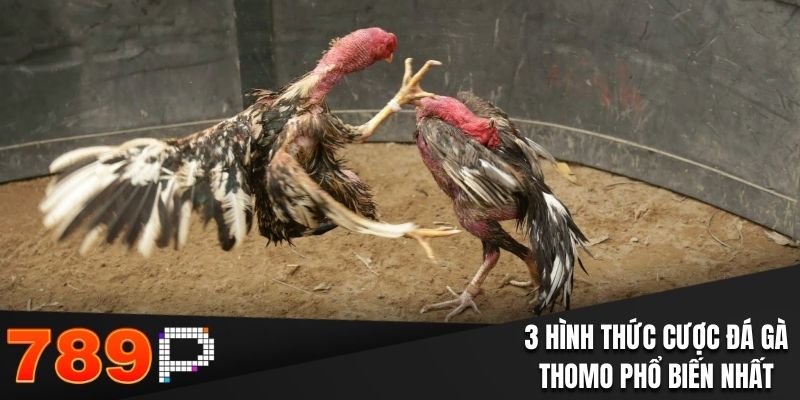 3 hình thức cược đá gà Thomo phổ biến nhất