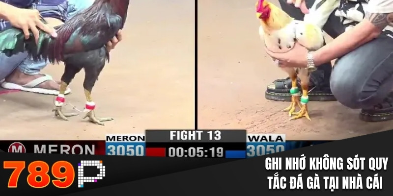 Ghi nhớ không sót quy tắc đá gà tại nhà cái