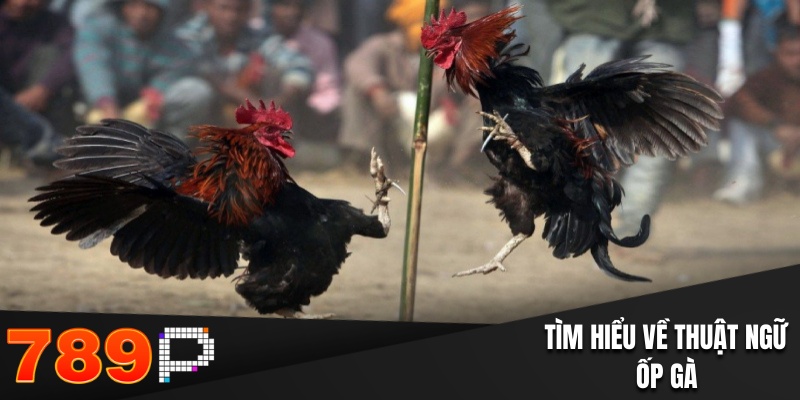 Giải thích dễ hiểu về thuật ngữ ốp gà