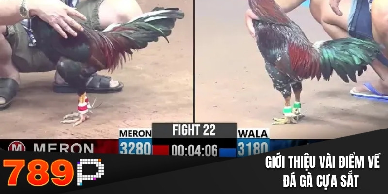 Giới thiệu vài điểm về đá gà cựa sắt