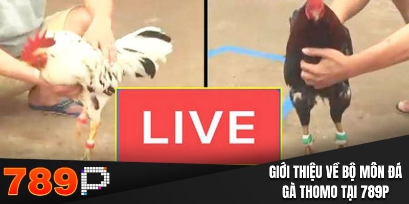 Giới thiệu bộ môn đá gà Thomo tại 789P